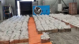 Rekordfund im Rotterdamer Hafen: Zoll stellt acht Tonnen Kokain sicher