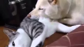 Cat and dog resting   КОТ И СОБАКА БАЛДЕЮТ ДРУГ ДРУГА!