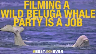 Filming a Wild Beluga Whale Party by Drone | Best Job Ever