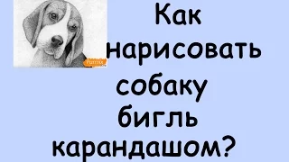 Как нарисовать СОБАКУ бигль КАРАНДАШОМ?