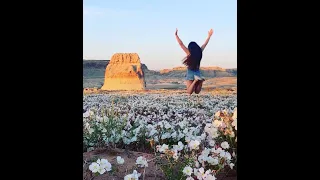 Lone Rock Beach Primrose Bloom | Lake Powell