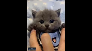 😻So Cute Cats, kittens, dogs. Best Funny Cat Videos 😻 #7