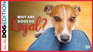 Why are Dogs so Loyal? | Dog Edition #70