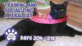 Training And Socializing A Feral Cat * Part 22 * Days 204 - 215 * Cat Video Compilation