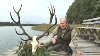 Lebenshirsch in Masuren erlegt! Nach kurzer Nachsuche auf der Strecke! Red stag of a lifetime !