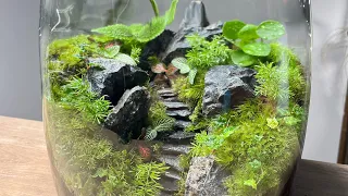 Creating A Staircase Terrarium