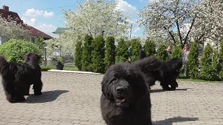 Newfoundland dogs greet neighbors