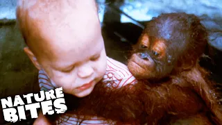 Orphaned Orangutan Learns SIGN LANGUAGE! | Wild Animal in my Family | Nature Bites