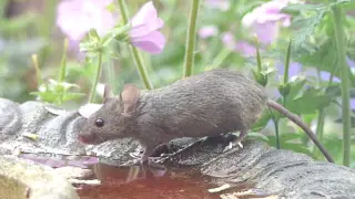 House mouse slow motion