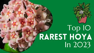 10 Rare Hoya in 2023 | Ultra Rare Hoya varieties | Rare Houseplant List