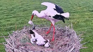 Mother Saving Immature Baby bird Being Eaten by its mature Sibling | Stork Birds in nest