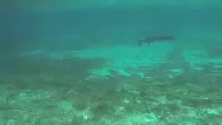 Barracuda attacks human