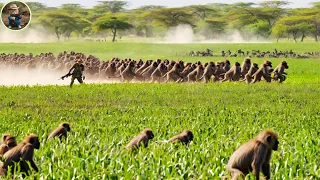 How Do Hunters And American Farmers Deal With Millions Of Wild Boars and Baboon in Florida