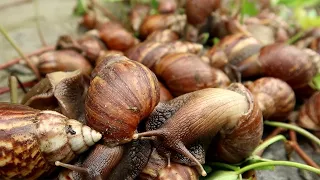 Caught A Lot Of Snails In The Wild Garden After The Rain