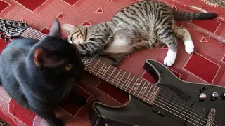 Кошки и гитара