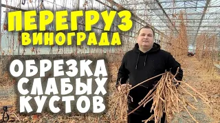 ПЕРЕГРУЗ. ОБРЕЗКА СЛАБЫХ КУСТОВ . КАК ПЛАНИРОВАТЬ ОБРЕЗКУ ВИНОГРАДА