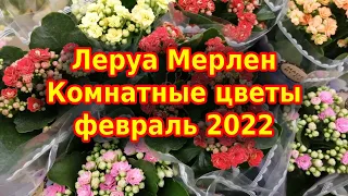 Леруа Мерлен ОРХИДЕИ и другие комнатные растения /ФЕВРАЛЬ 2022