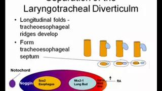 Respiratory development