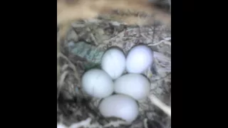 Finches with eggs