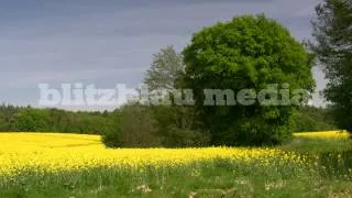 Stock Footage Europe Germany Mecklenburg Canola Field Nature Landscape Paradise Raps Natur Urlaub