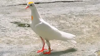 Приучаю пискунов к дому. Training young pigeons.