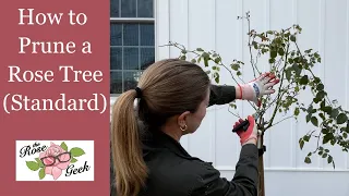 🌹 Pruning & Shaping Rose Standards (Trees) / How to Prune a Rose Tree