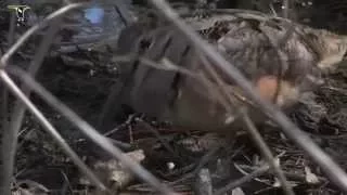 American Woodcock foraging