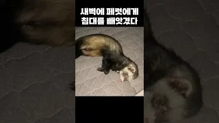 집사 침대에서 숨쉰채 발견된 페럿ㅋㅋㅋ