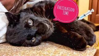 We vaccinate Luna the panther 💉🐆/ Creepy package 📦