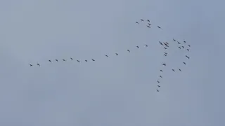 Не смотря ни на что, я его взял! Первый селезень 02 04 2021