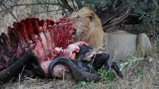 [Eaten Alive] Pride of Lions Taking Down Buffalo, Zebra