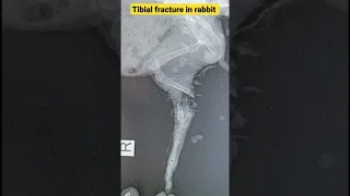 Tibial fracture in rabbit and its repair by intramedullary pinning