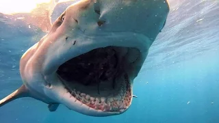 Incredible Close-Up Sharks Biting and Grabbing the Bait Compilation
