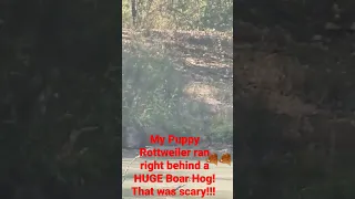 Puppy Rottweiler Runs right up behind a big boar hog!