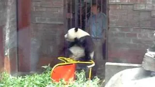 Cute Baby Panda Playing