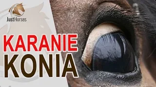 KARANIE KONIA - kiedy upominanie konia staje się bezmyślnym znęcaniem?