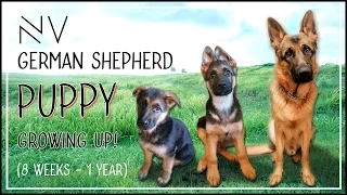 German Shepherd Puppy Growing Up (8 Weeks - 1 Year) | NerdVlog