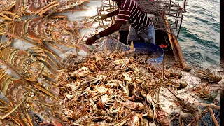 we went out fishing new lobster traps massive catch of lobster....