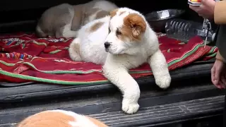 КАКИМИ  ДОЛЖНЫ БЫТЬ ЩЕНКИ АЛАБАЯ.The biggest dog. Odessa.