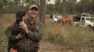 Wynfield Plantation - The quintessential southern quail hunting experience