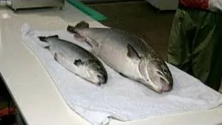 Super Salmon for Sale