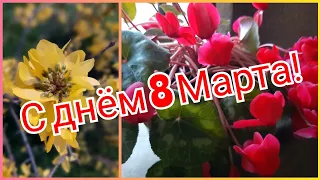 Поздравляю! 🌷 С днём 8 Марта, с праздником Весны, дорогие женщины! Felice 8 marzo, cari donne!