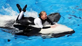 Тренеры и Косатки | Trainers and Orcas SeaWorld tribute