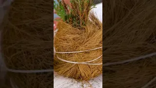 hanging plant idea, diy hanging idea; #viral #ytshorts #kokedama  #diygardening