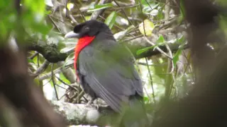 Pavó (Pyroderus scutatus) vocalizando