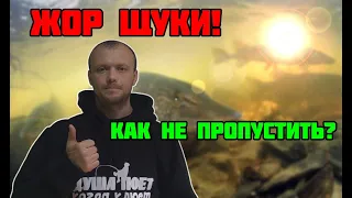 Когда НЕРЕСТ ЩУКИ? Не пропустите ЖОР!