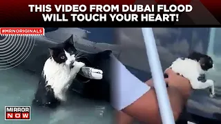 Dubai Floods | Cat Clings To Car Door To Escape Flooding In Dubai, What Happened Next? | UAE