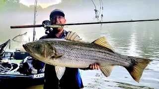 Catching Monster Striped Bass From Small Kayak With BIG BAITS!