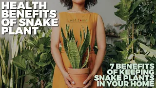 7 Benefits of Keeping Snake Plants In Your Home | Health benefits of Snake Plant | Leaf town