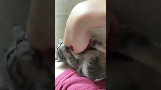 Worst Kitten Attack... Ever